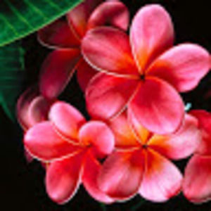 Meet your Posher, Maka